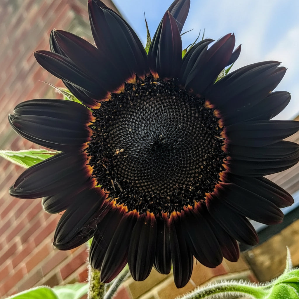 fresh-deep-black-sunflower-seeds-rare-ornamental-variety