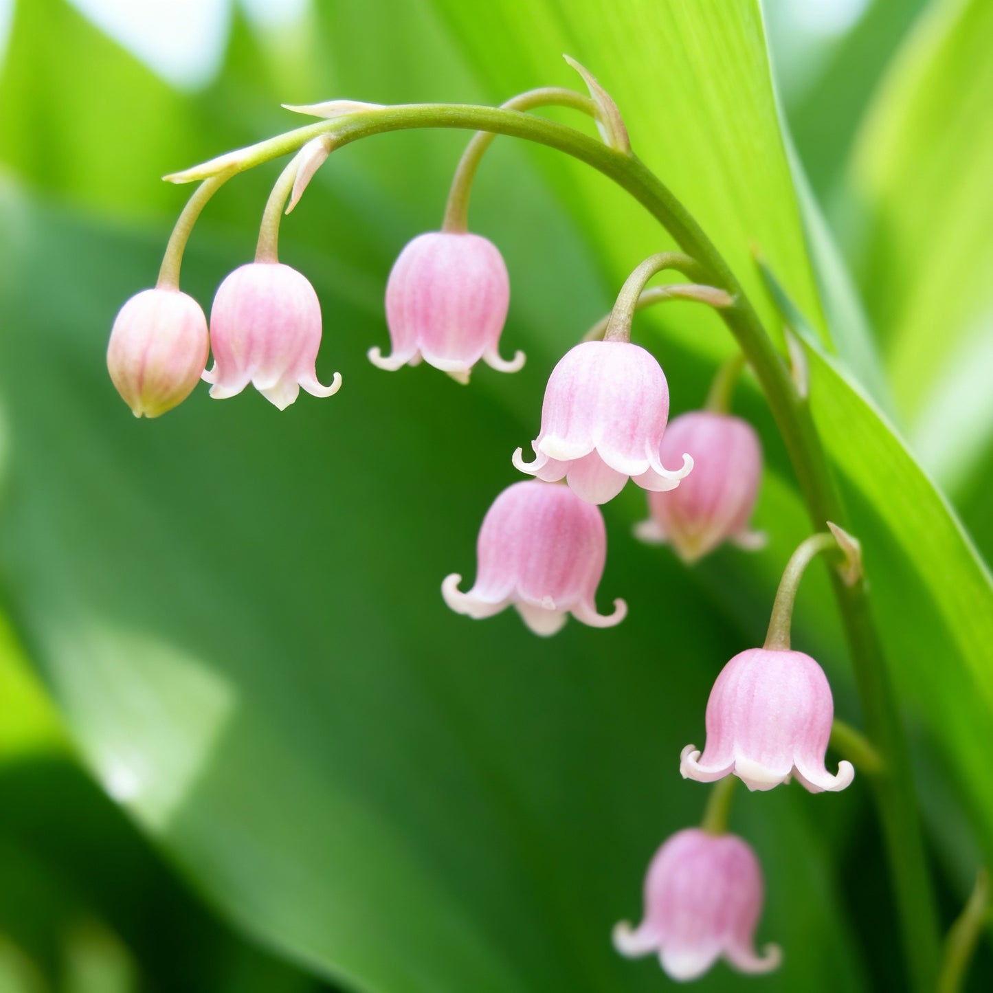 Pink Lily of the Valley Seeds for Planting