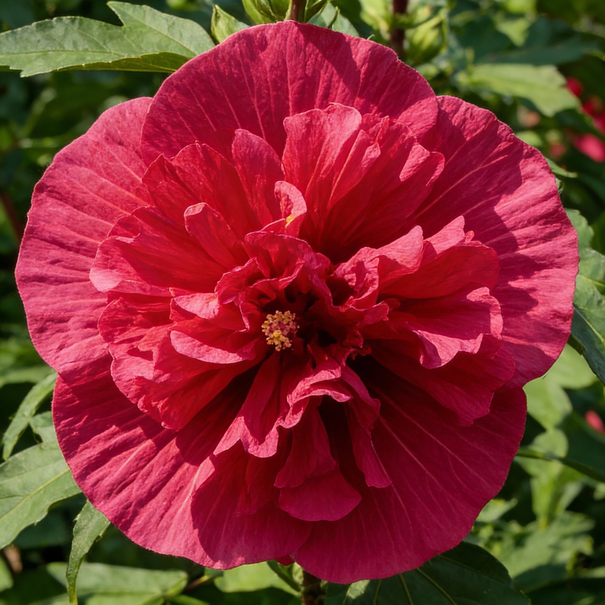 garden-giant-hibiscus-dinnerplate-hibiscus-flower-seeds