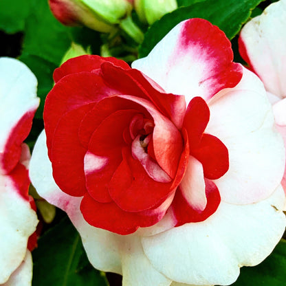 Double Camellia Impatiens Seeds for Planting – Rose-Like Blooms for Shade Gardens