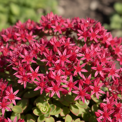 Dragons Blood Stonecrop Seeds - Sedum Ground Cover Seeds for Garden