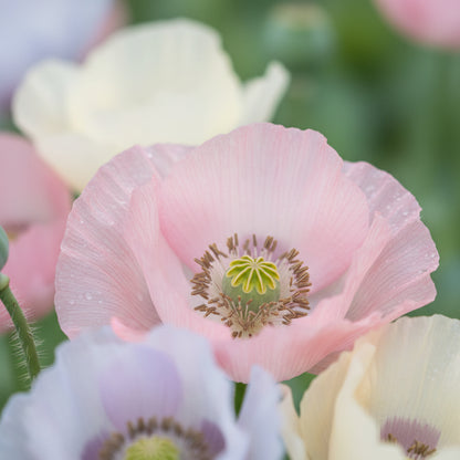 Papaver Somniferum Maanzaad Seeds for Planting – Dutch Poppy for Elegant Garden Blooms