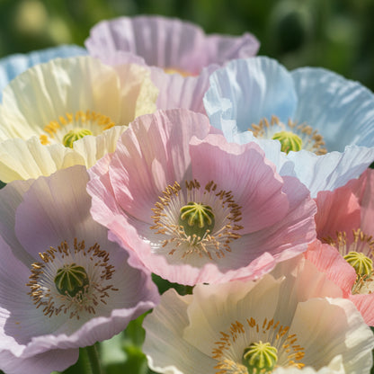 Papaver Somniferum Maanzaad Seeds for Planting – Dutch Poppy for Elegant Garden Blooms