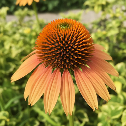 Echinacea Supreme Cantaloupe Flower Seeds for Planting – Orange Coneflower Perennial