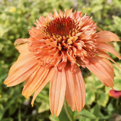 Echinacea Supreme Cantaloupe Flower Seeds for Planting – Orange Coneflower Perennial