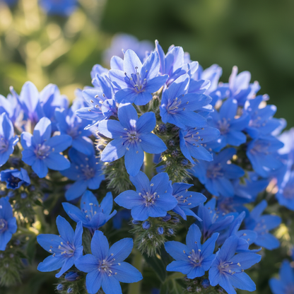 Echium Blue Dwarf Flower Seeds – Compact Blue Blooms for Garden Borders