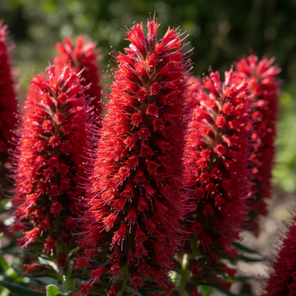 Echium Russicum Flower Seeds – Exotic Red Spike Blooms