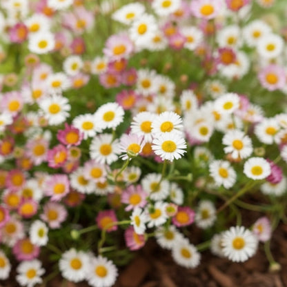 Erigeron Karvinskianus Seeds – Daisy Ground Cover for Planting