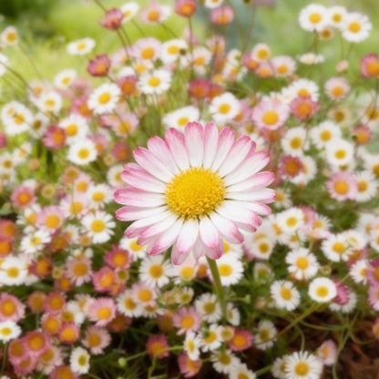 Erigeron Karvinskianus Seeds – Daisy Ground Cover for Planting