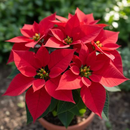 Euphorbia Pulcherrima Flower Seeds – Poinsettia for Planting