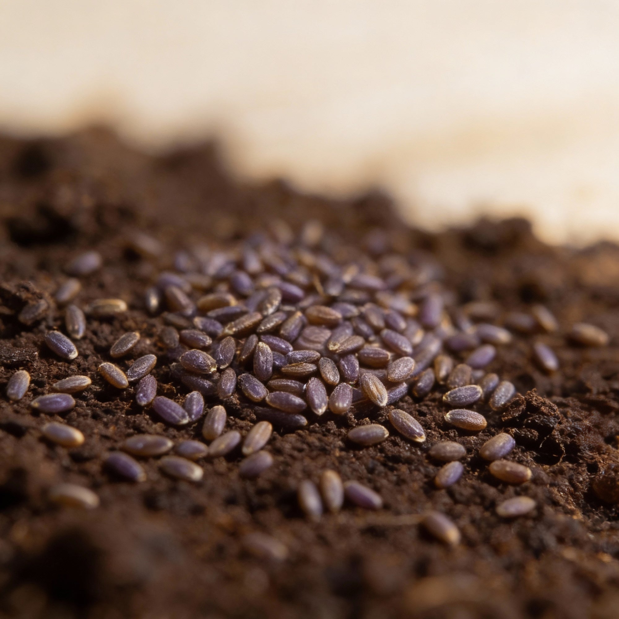 english-lavender-seeds-for-planting-fragrant-perennial-herb-for-gardens