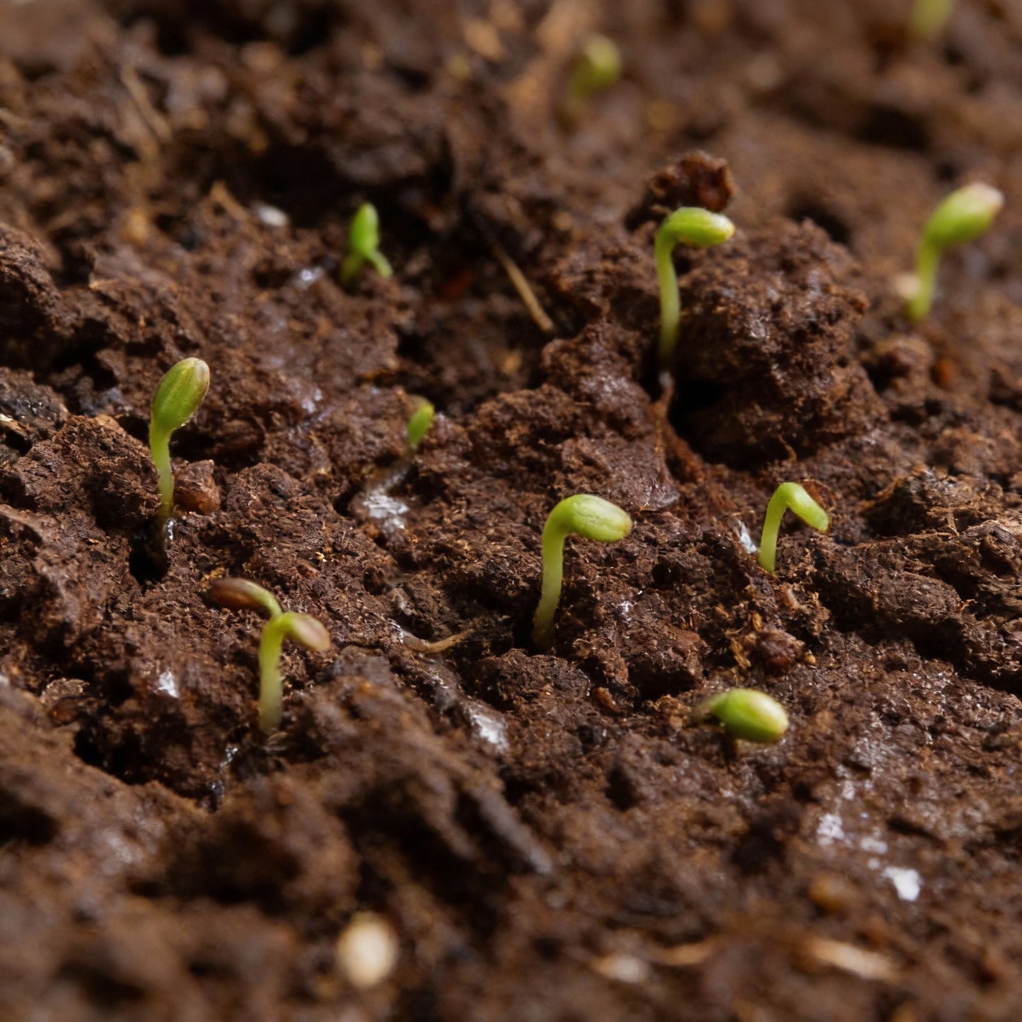 Imported Red Hibiscus Flower Seeds – Stunning Vibrant Garden Blooms
