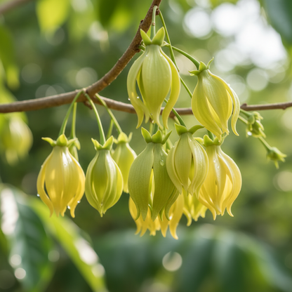 Cananga Odorata Ylang Ylang Flower Seeds - Ylang Ylang Flower Seeds for Garden