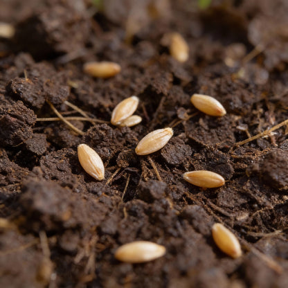 American Land Cress Seeds for Planting
