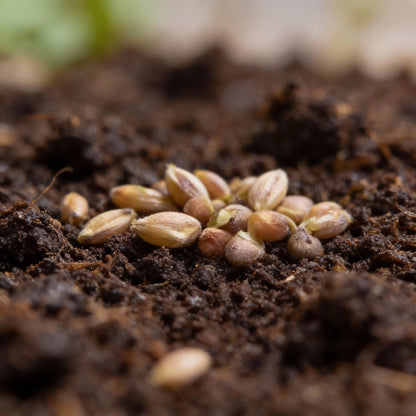 Pea Shoots Seeds for Planting