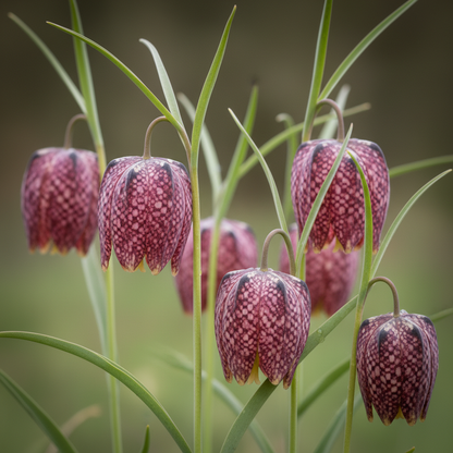 Fritillaria Meleagris Seeds - Checkered Lily Flower Seeds for Garden