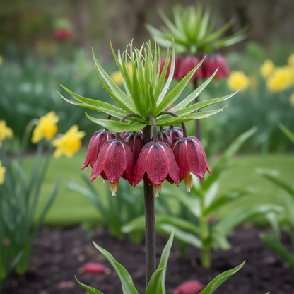 Fritillaria Imperialis Rubra Flower Seeds - Crown Imperial Flower Seeds for Garden