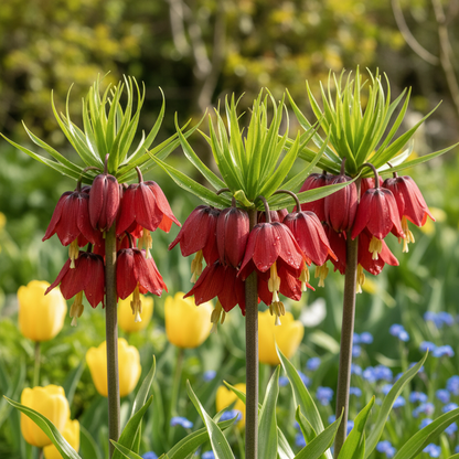 Fritillaria Imperialis Rubra Flower Seeds - Crown Imperial Flower Seeds for Garden