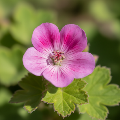 Geranium Macrorrhizum Seeds | Vibrant Perennial Ground Cover Flower