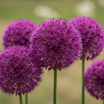 Giant Allium Giganteum Flower Seeds for Planting – Stunning Perennial Blooms