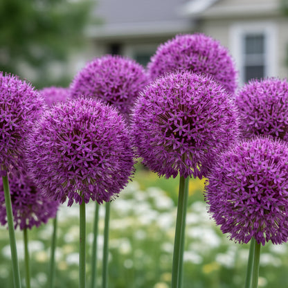 Giant Allium Giganteum Flower Seeds for Planting – Stunning Perennial Blooms