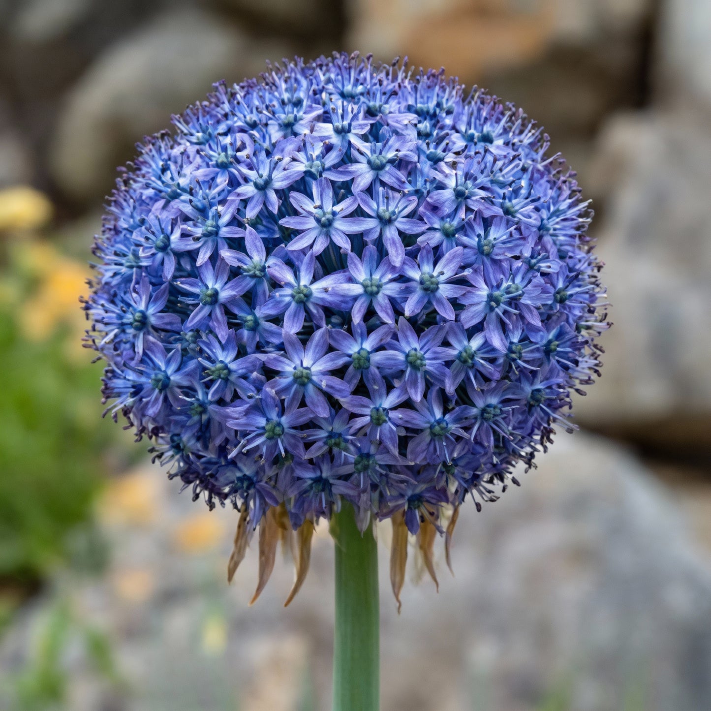 Giant Blue Allium Giganteum Seeds for Planting – Perennial Ornamental Flower