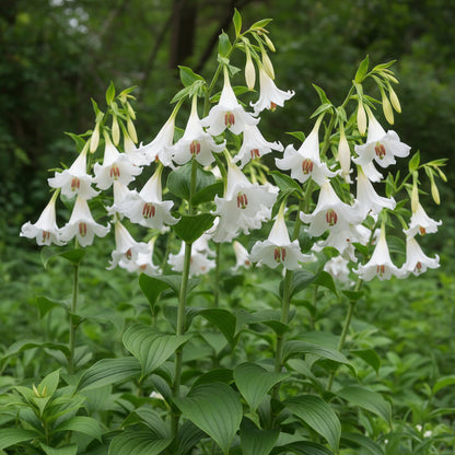 Giant Himalayan Lily Seeds for Planting
