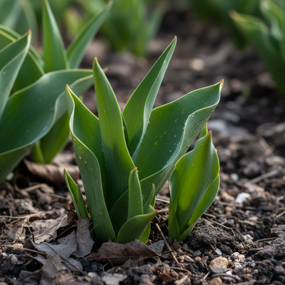 Tulip Daytona Bulb Seeds for Garden Planting