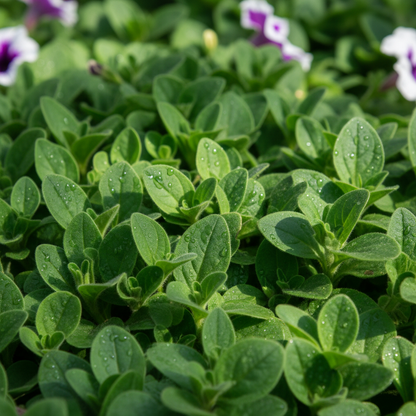 Apricot Petunia Seeds - Apricot Petunia Flower Seeds for Garden