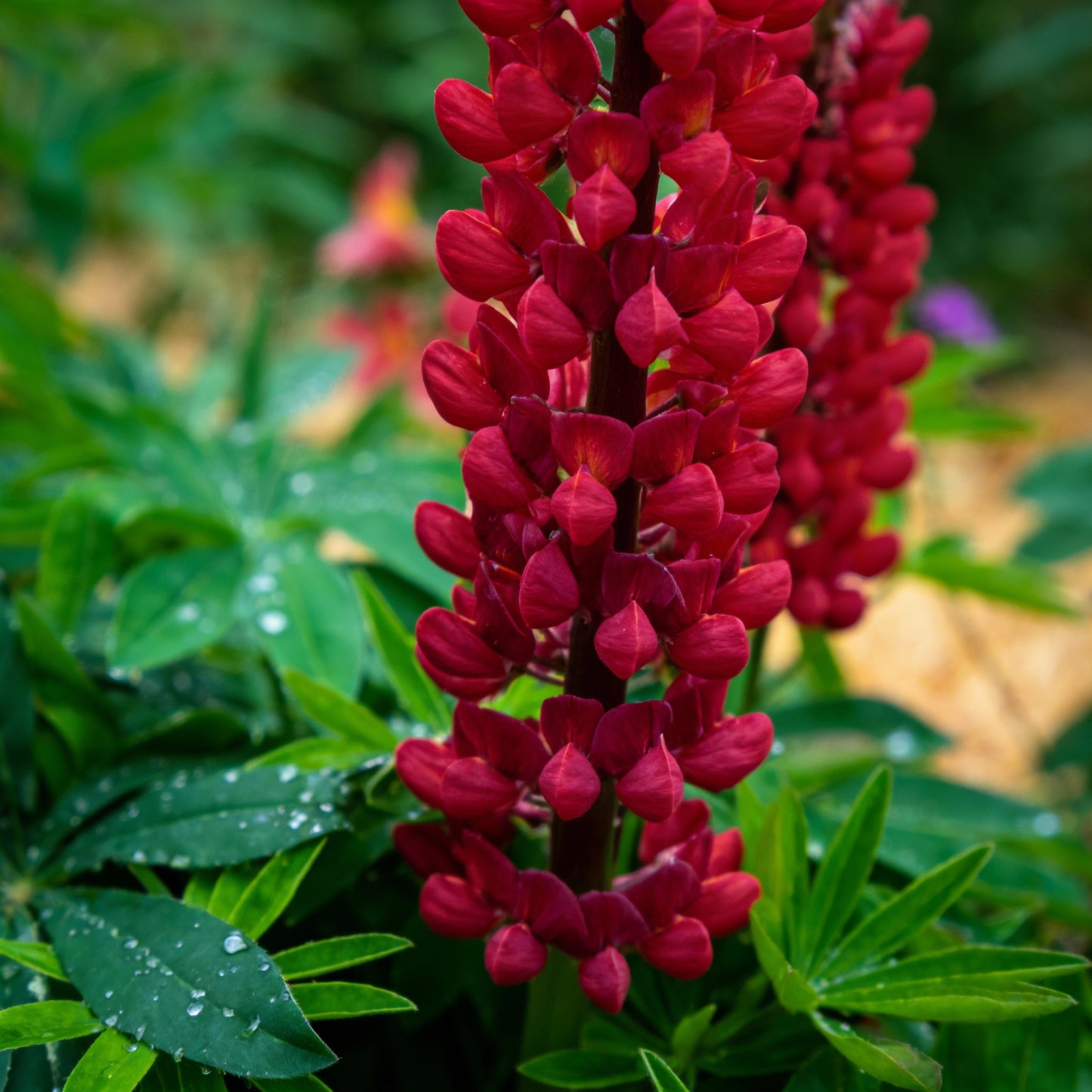 Lupinus Nootkatensis Flower Seeds – Lupine for Planting