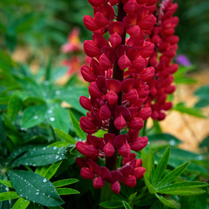 Lupinus Nootkatensis Flower Seeds – Lupine for Planting