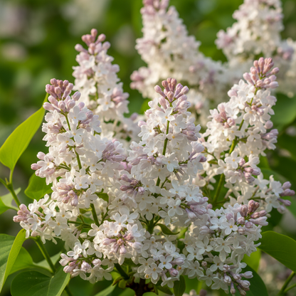 Japanese Lilac Flower Seeds – Fragrant Spring Blooms