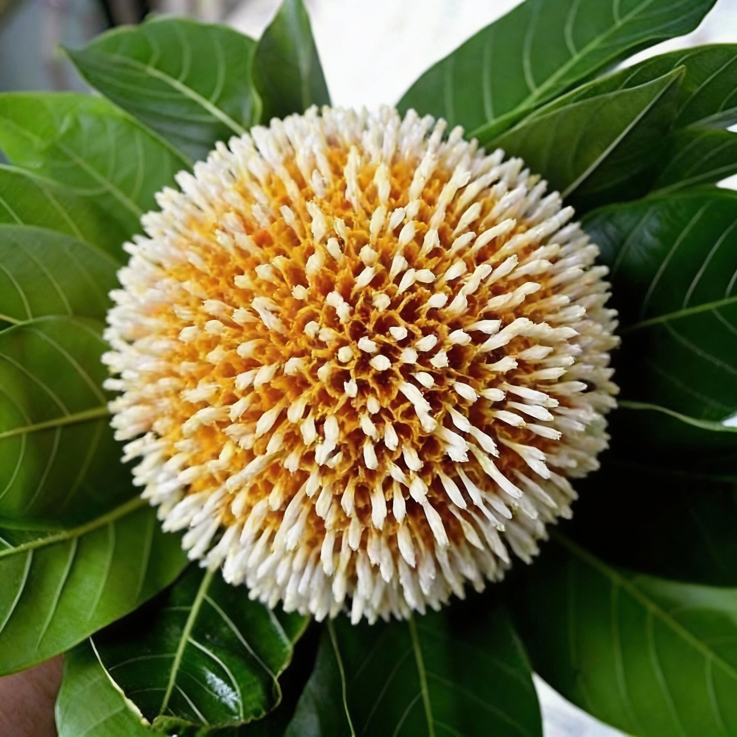 Anthocephalus Cadamba Fruit Seeds (Kadamba Tree)