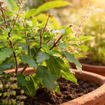 Lakshmi Tulasi Herb Seeds – Sacred & Medicinal Holy Basil Plant