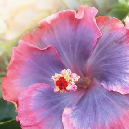 Blue Pink & Purple Hibiscus Seeds for Planting – Colorful Perennial Flowering Plant
