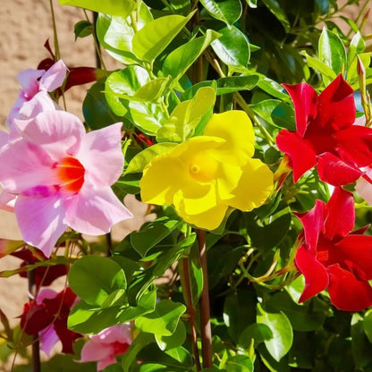 Mandevilla Sanderi Seeds for Planting – Brazilian Jasmine Colorful Fragrant Blooms