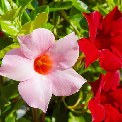 Mandevilla Sanderi Seeds for Planting – Brazilian Jasmine Colorful Fragrant Blooms