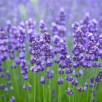 Lavandin Seeds for Planting (Lavandula intermedia) – Fragrant Perennial Flower Seeds