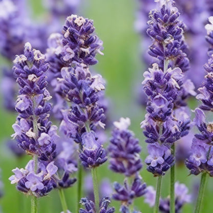 Lavandin Seeds for Planting (Lavandula intermedia) – Fragrant Perennial Flower Seeds