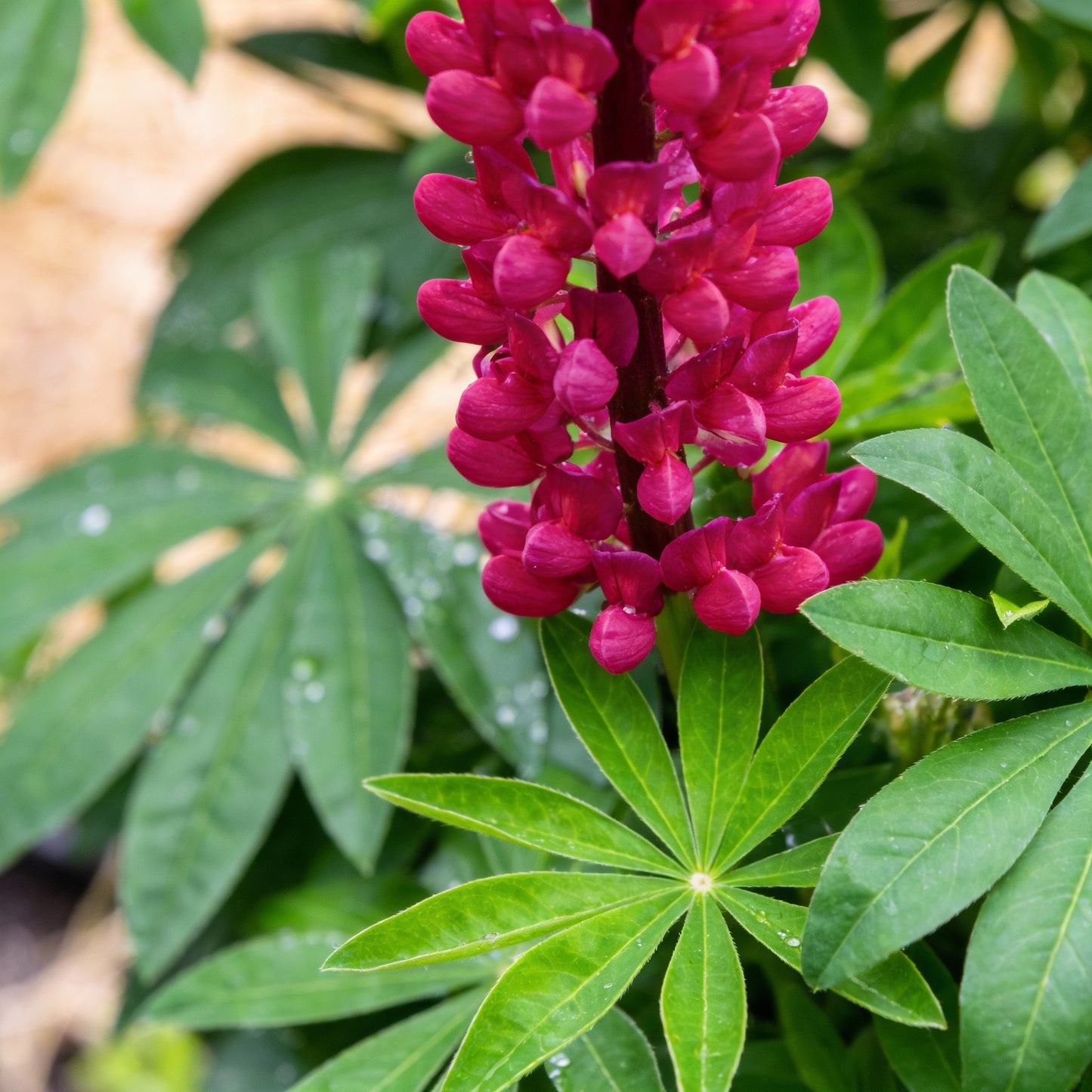 Lupinus Nootkatensis Flower Seeds – Lupine for Planting