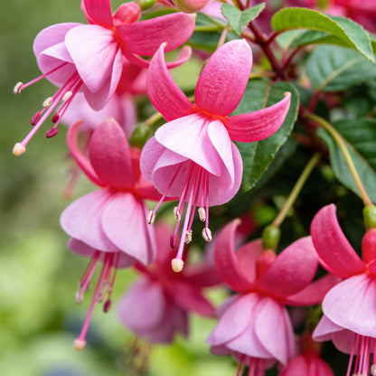 Pink Fuchsia Flower Seeds for Garden Planting