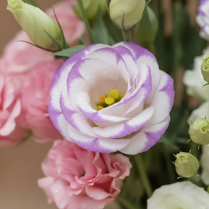 Mixed Colour Eustoma Seeds for Planting (Lisianthus) – Exotic Cut Flower Blooms