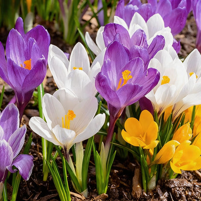 Crocus Species Flower Mix Seeds for Planting – Colorful Spring Blooming Flowers