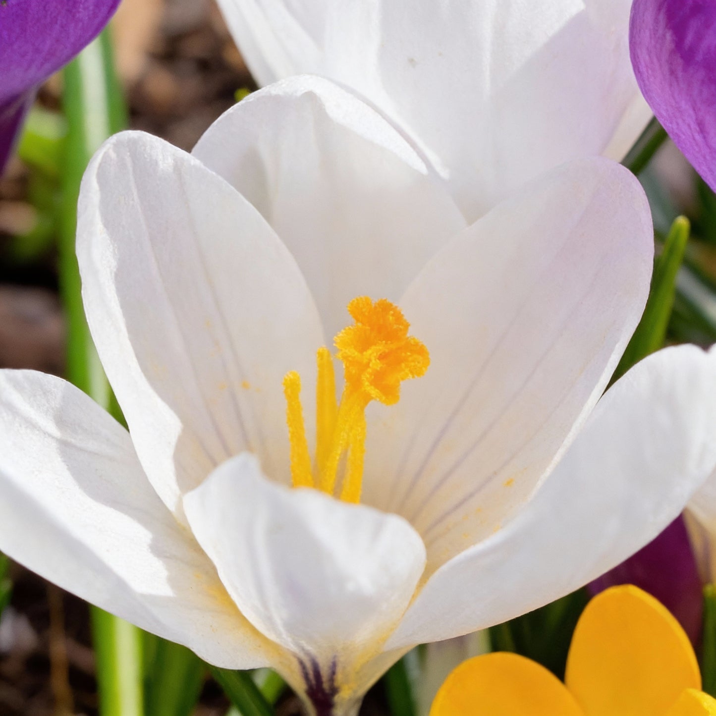 Crocus Species Flower Mix Seeds for Planting – Colorful Spring Blooming Flowers
