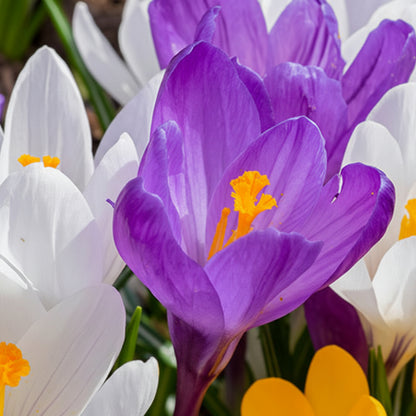 Crocus Species Flower Mix Seeds for Planting – Colorful Spring Blooming Flowers