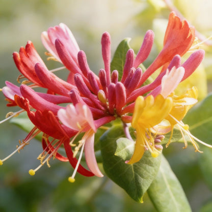 Mixed Honeysuckle Vine Seeds for Planting