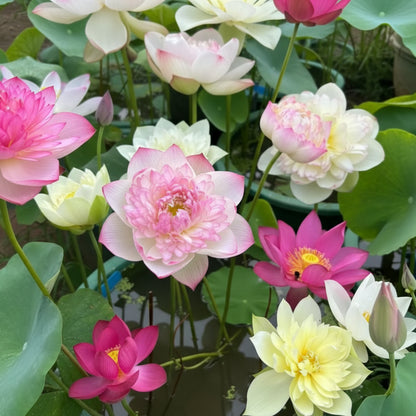 Lotus Mix Flower Seeds for Planting – All Mixed Colors Sacred Aquatic Blooms