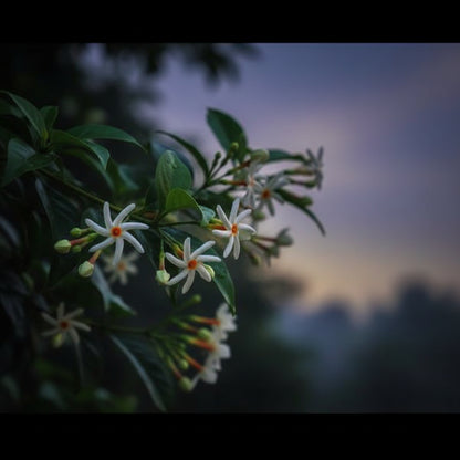 Night Flowering Jasmine Seeds for Planting (Cestrum nocturnum) – Raat Rani Fragrant Flower Seeds