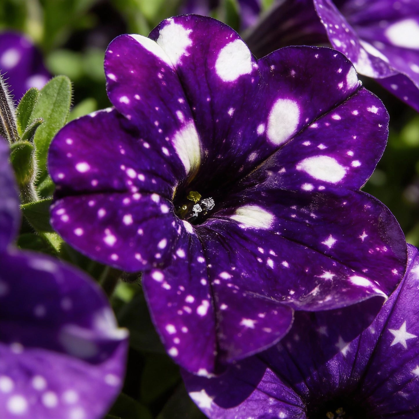 Rare Night Sky Petunia Flower Seeds