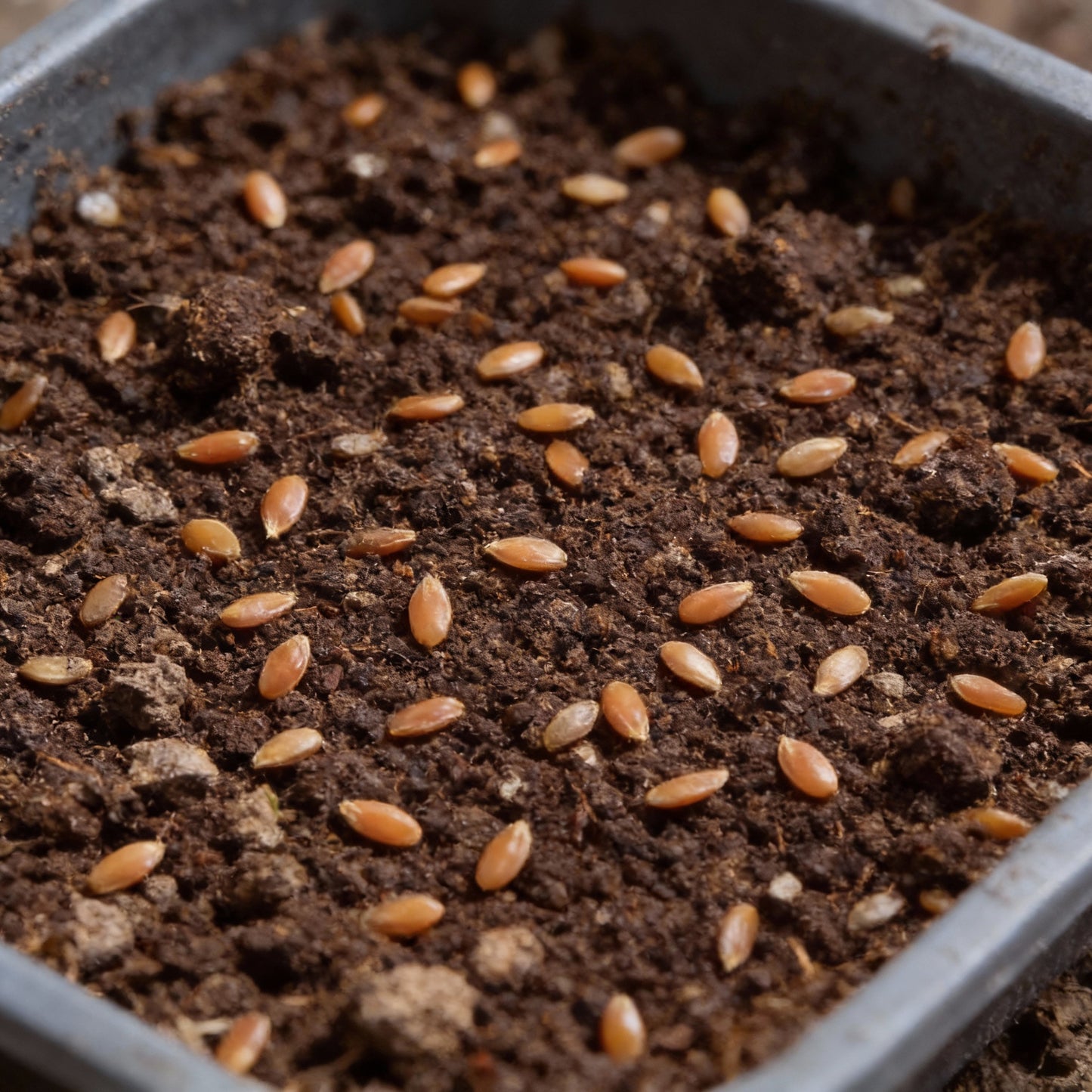 Carrot Seeds Mix for Planting and Gardening Organic Seed Varieties